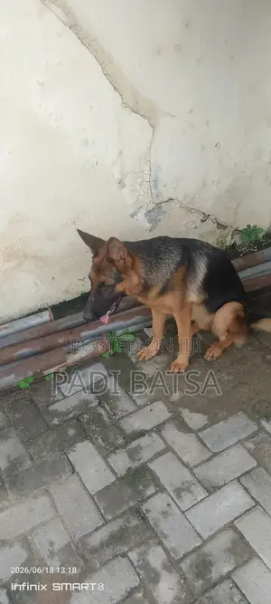 6-12 months Female Purebred German Shepherd