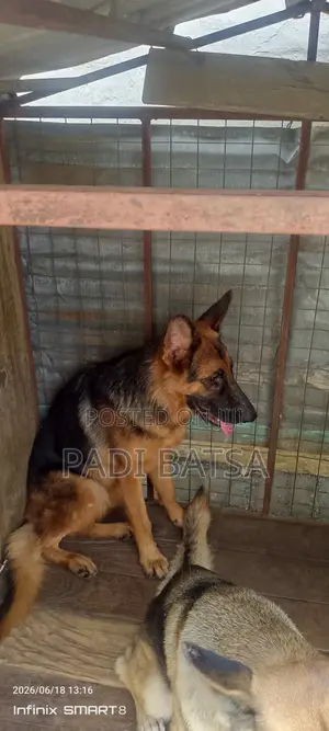 6-12 months Female Purebred German Shepherd