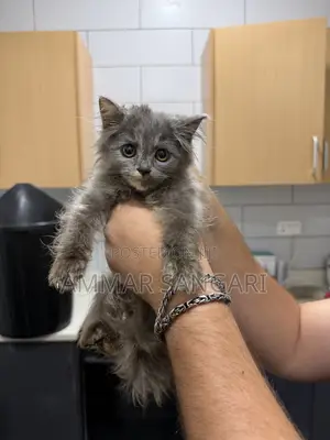 1-3 months Male Mixed Breed Scottish Fold