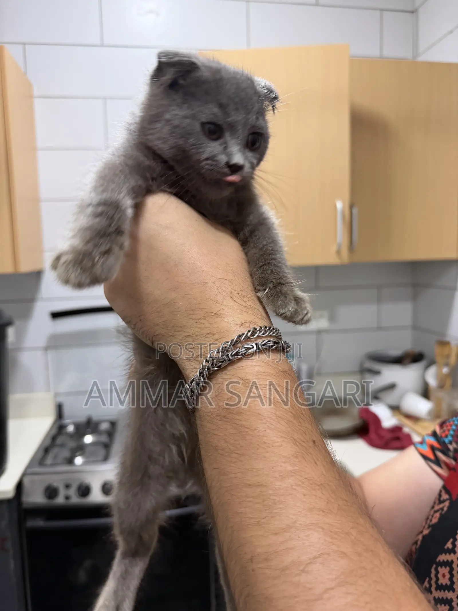 1-3 months Male Mixed Breed Scottish Fold