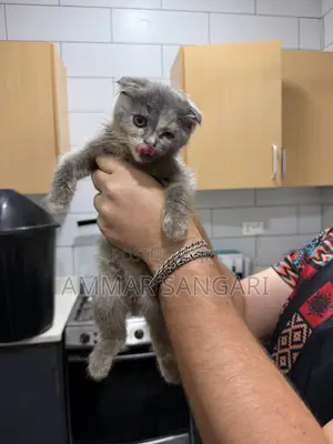 1-3 months Male Mixed Breed Scottish Fold