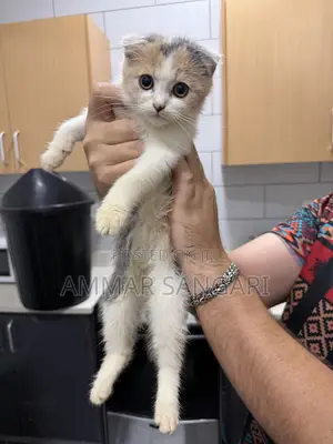 1-3 months Male Mixed Breed Scottish Fold