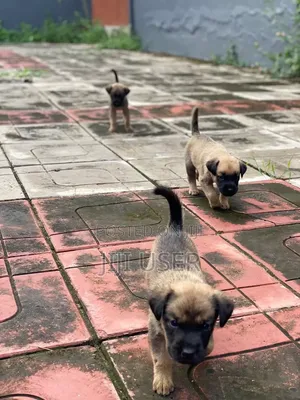 3-6 months Male Mixed Breed German Shepherd