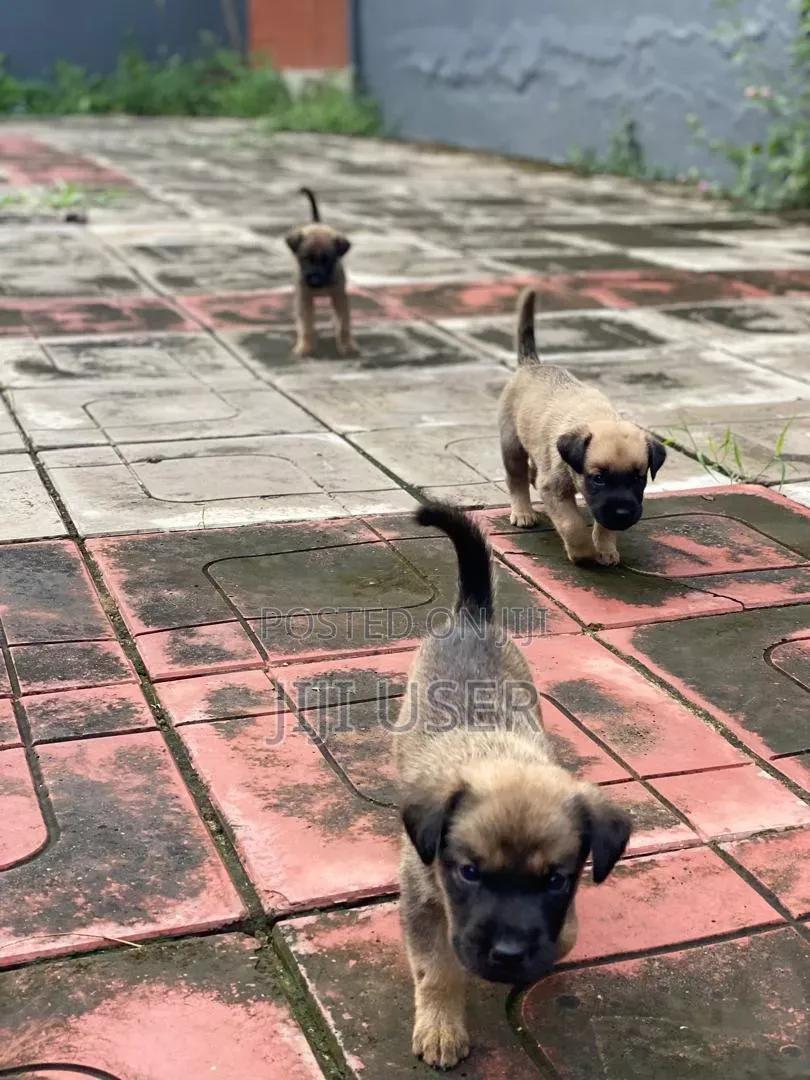 3-6 months Male Mixed Breed German Shepherd