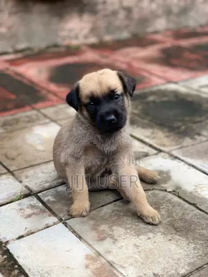 3-6 months Male Mixed Breed German Shepherd