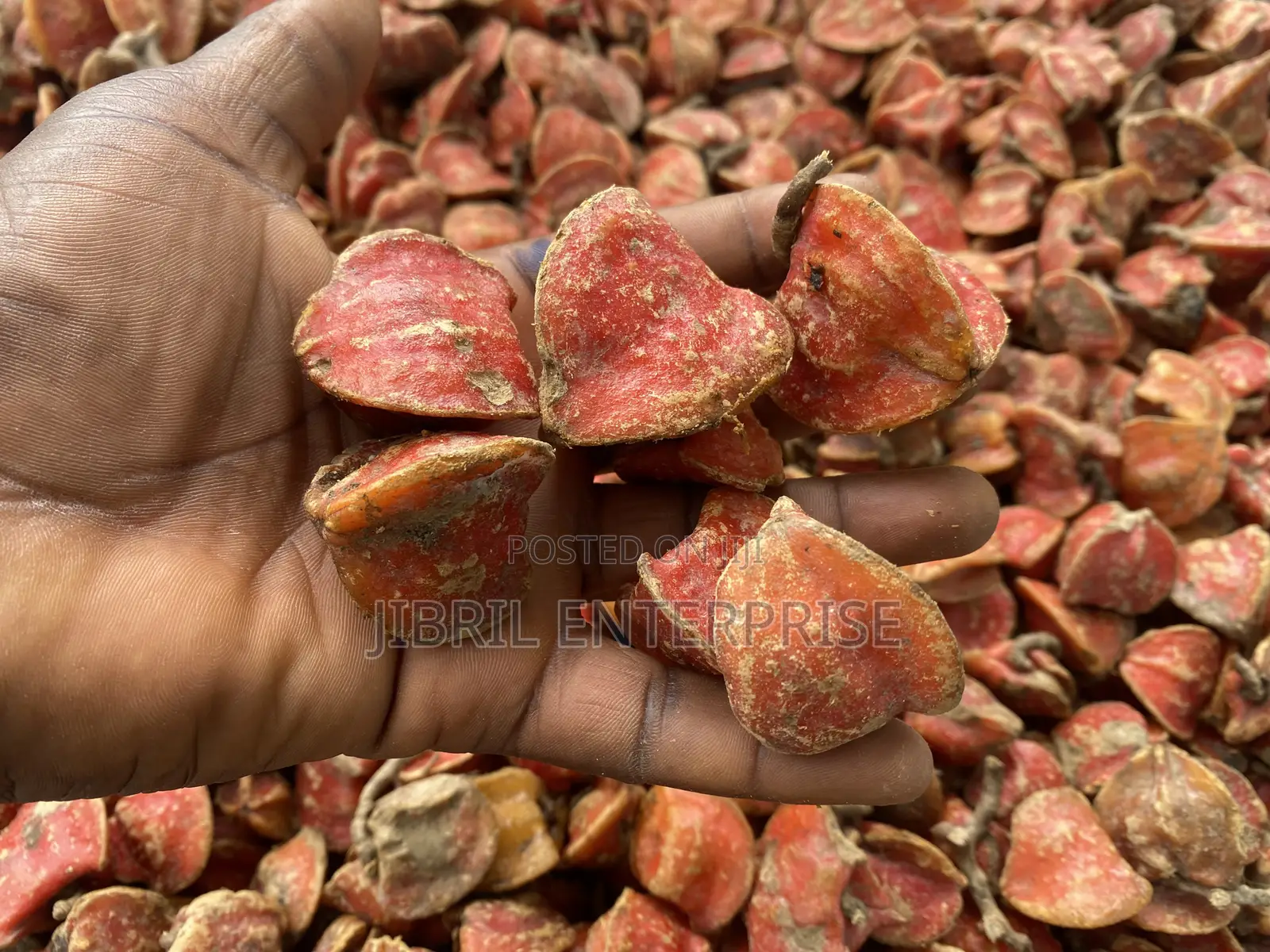 Thaumatococcus Daniellii Seeds for Planting, Already Sprouted,15/100gh