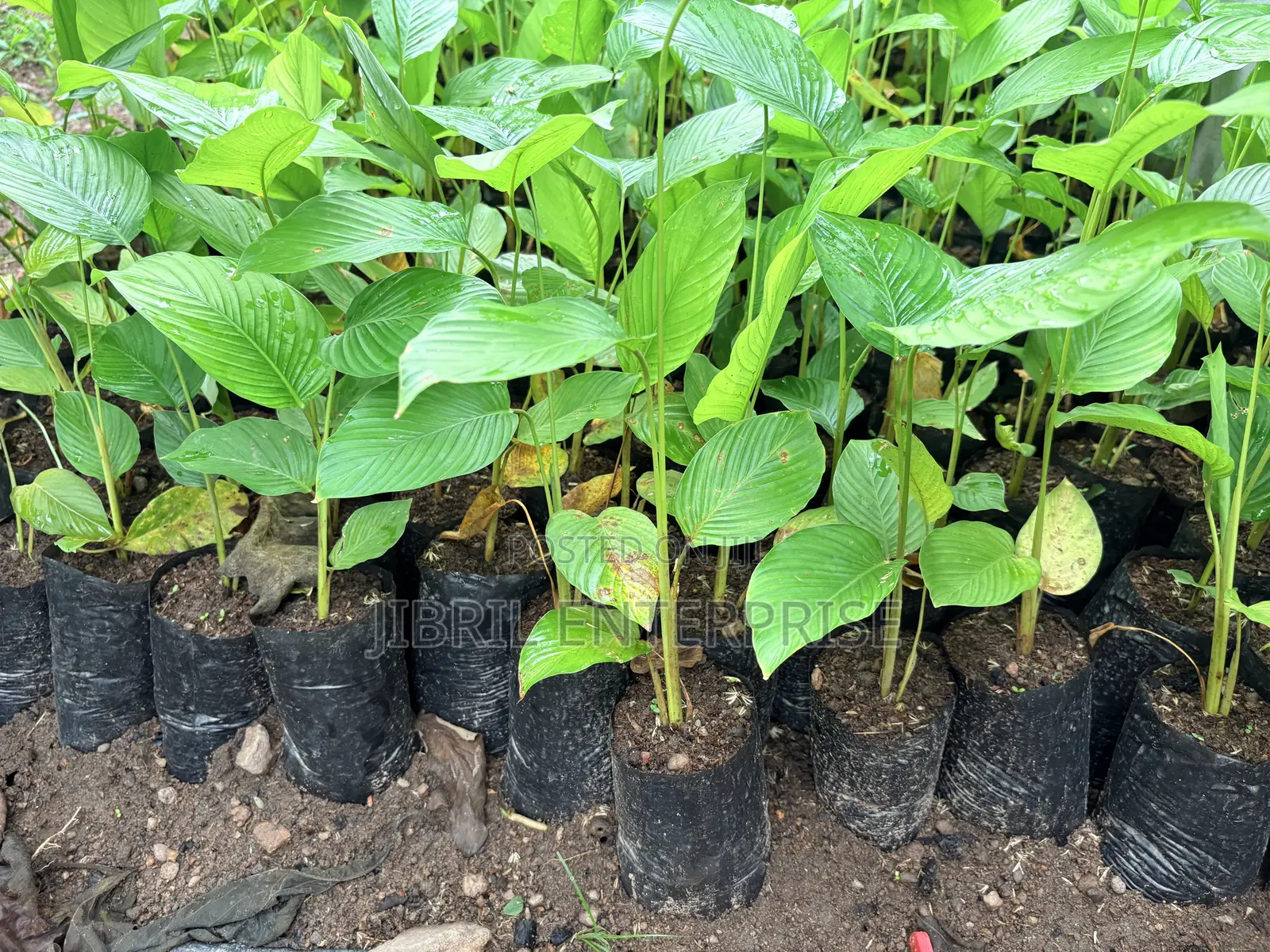 Thaumatococcus Daniellii Seeds for Planting, Already Sprouted,15/100gh