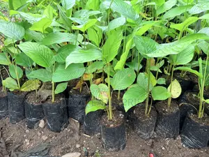 Thaumatococcus Daniellii Seeds for Planting, Already Sprouted,15/100gh