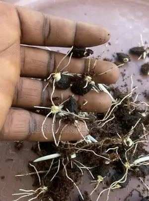Thaumatococcus Daniellii Seeds for Planting, Already Sprouted,15/100gh