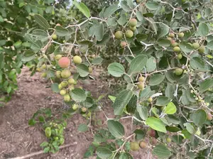 Christ Thorn Jujube Fruit, 200g/30gh, 100% Organic and Natural