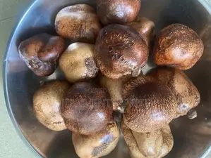 Doum Palm Fruit Both Edible and Planting, 5 Fruits/50gh