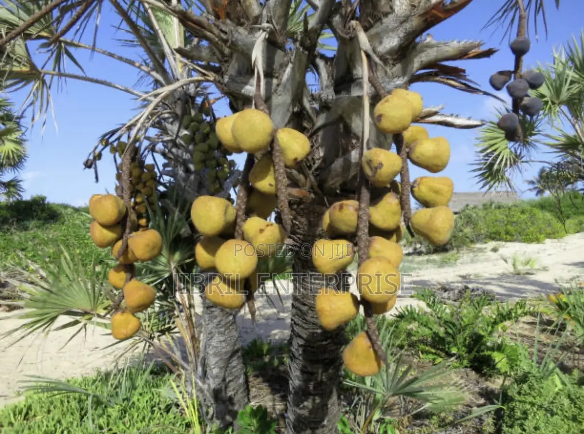 Doum Palm Fruit Both Edible and Planting, 5 Fruits/50gh