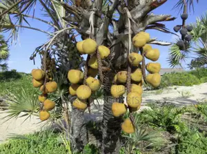 Doum Palm Fruit Both Edible and Planting, 5 Fruits/50gh