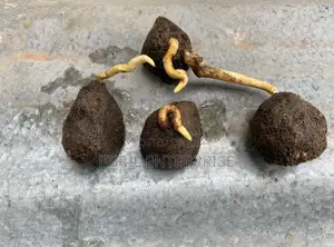 Doum Palm Fruit Both Edible and Planting, 5 Fruits/50gh