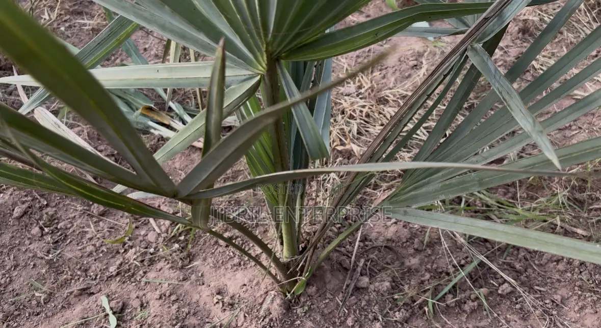 Doum Palm Fruit Both Edible and Planting, 5 Fruits/50gh