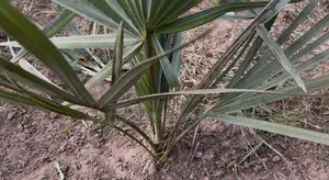 Doum Palm Fruit Both Edible and Planting, 5 Fruits/50gh