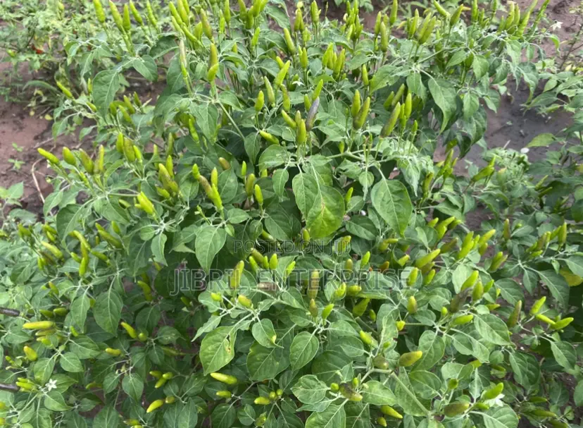 Wild Bird Eye Pepper