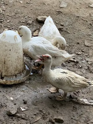 Duck and Ducklings