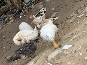 Duck and Ducklings