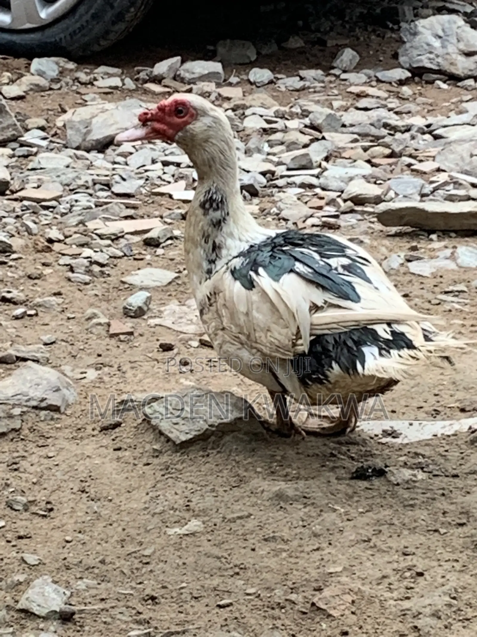 Duck and Ducklings