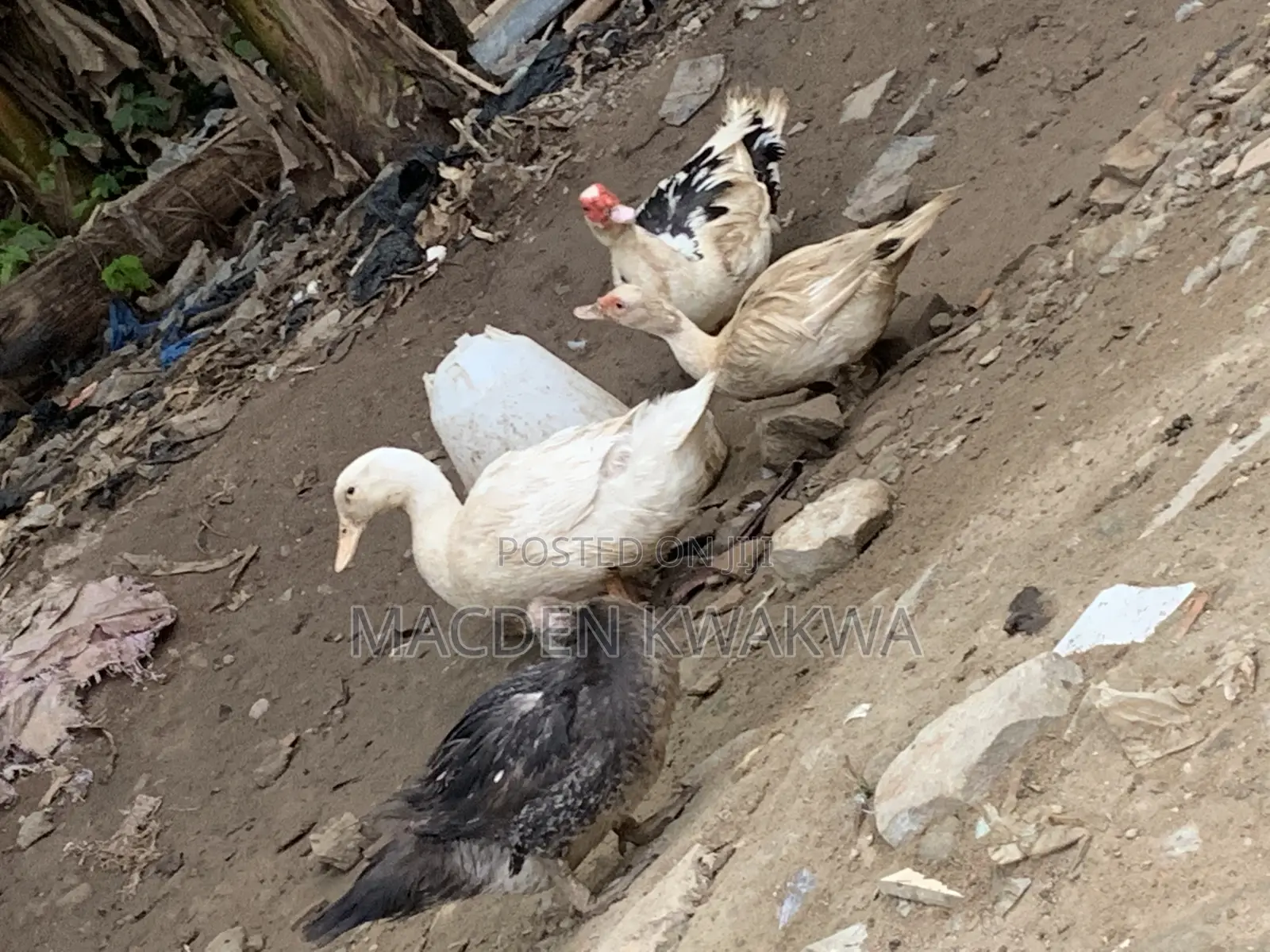 Duck and Ducklings
