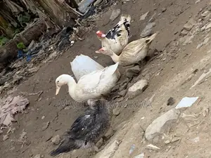 Duck and Ducklings