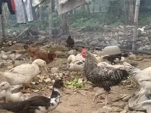 Duck and Ducklings