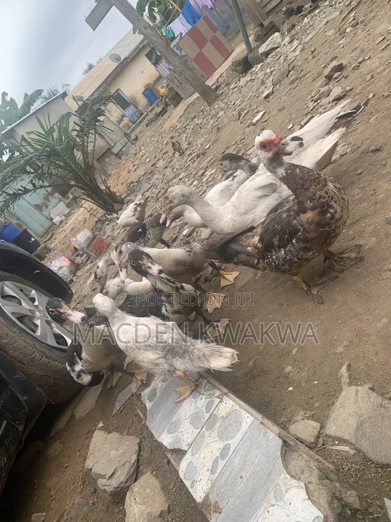 Duck and Ducklings