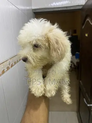 1-3 months Male Purebred Poodle
