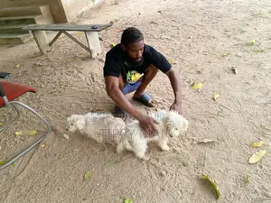 1-3 months Male Purebred Poodle