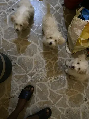 1-3 months Male Purebred Poodle