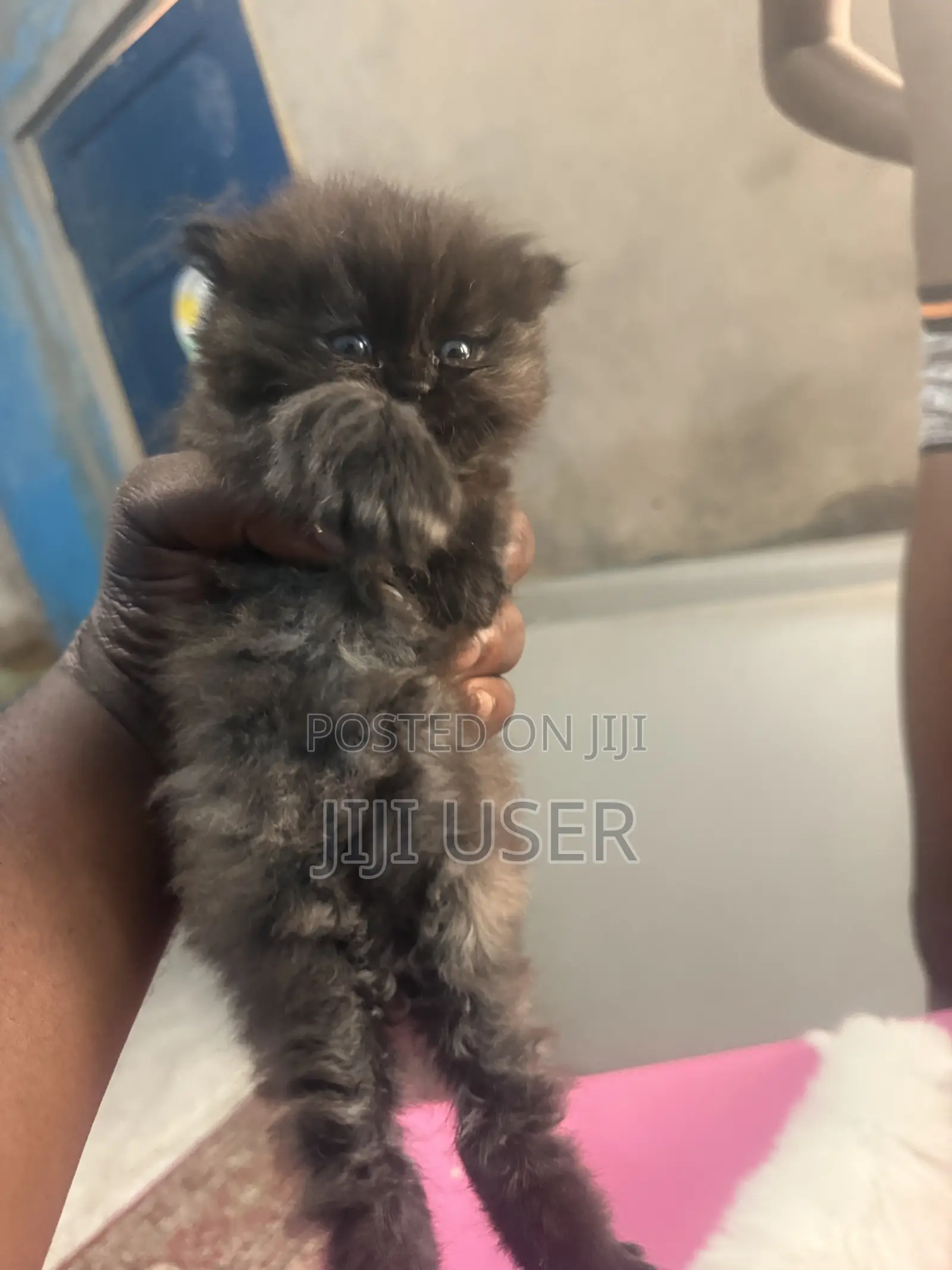 1-3 months Female Purebred Persian