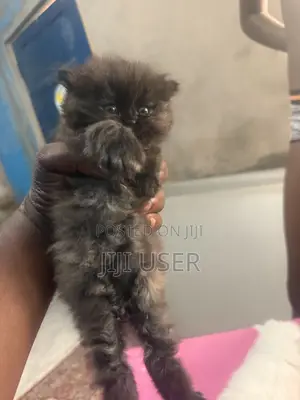 1-3 months Female Purebred Persian
