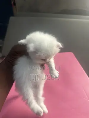 1-3 months Female Purebred Persian