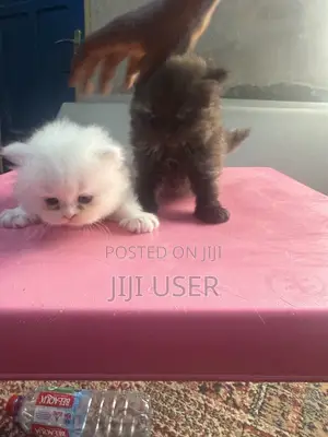1-3 months Female Purebred Persian