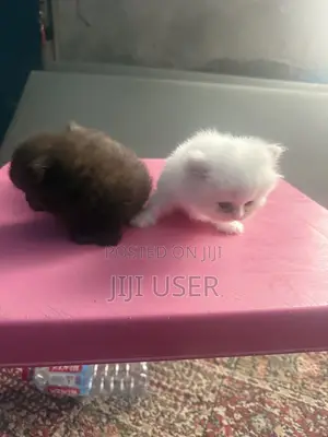 1-3 months Female Purebred Persian
