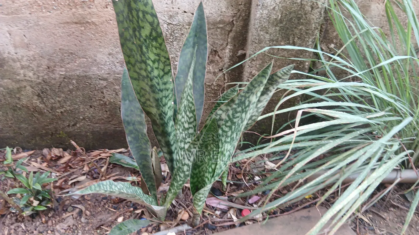 Plants for Sale