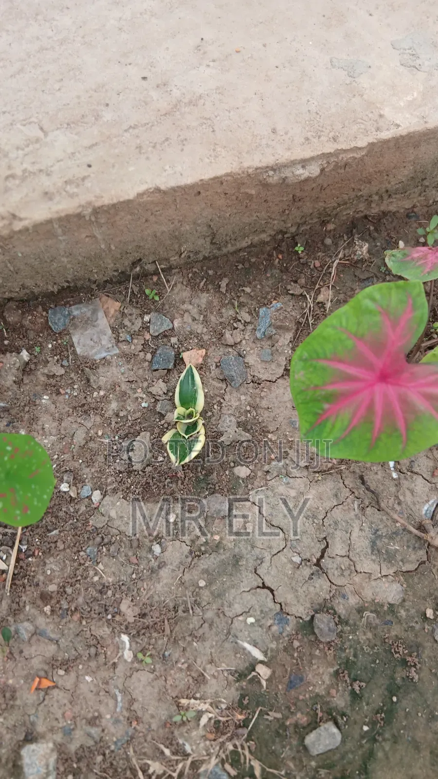 Plants for Sale
