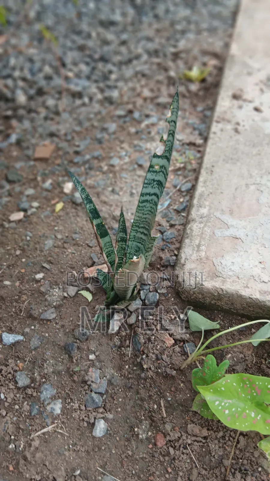 Plants for Sale
