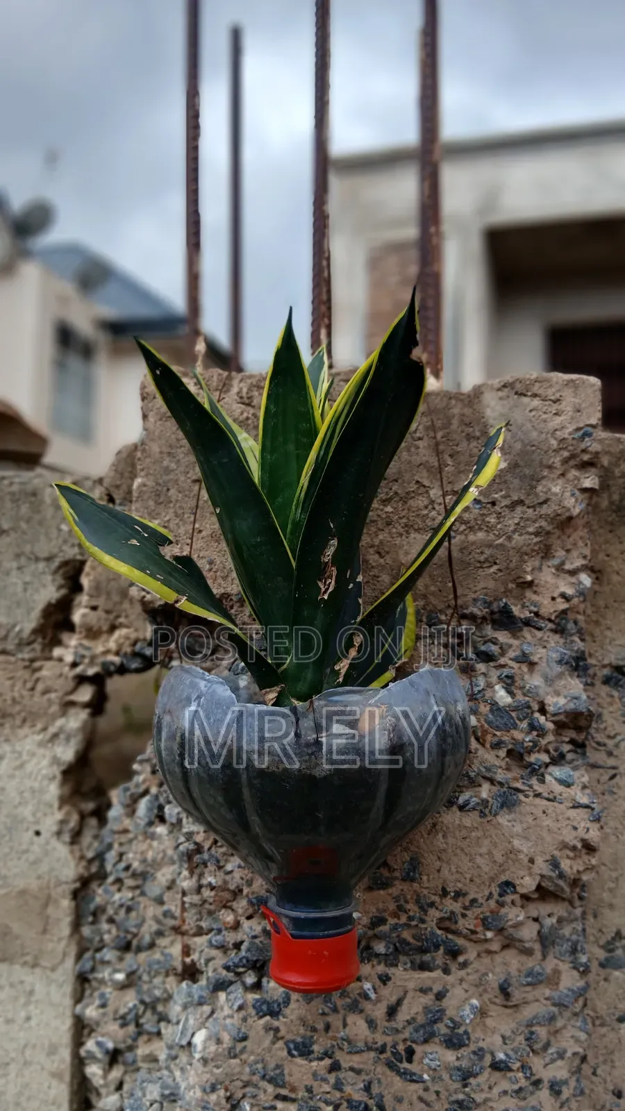 Plants for Sale