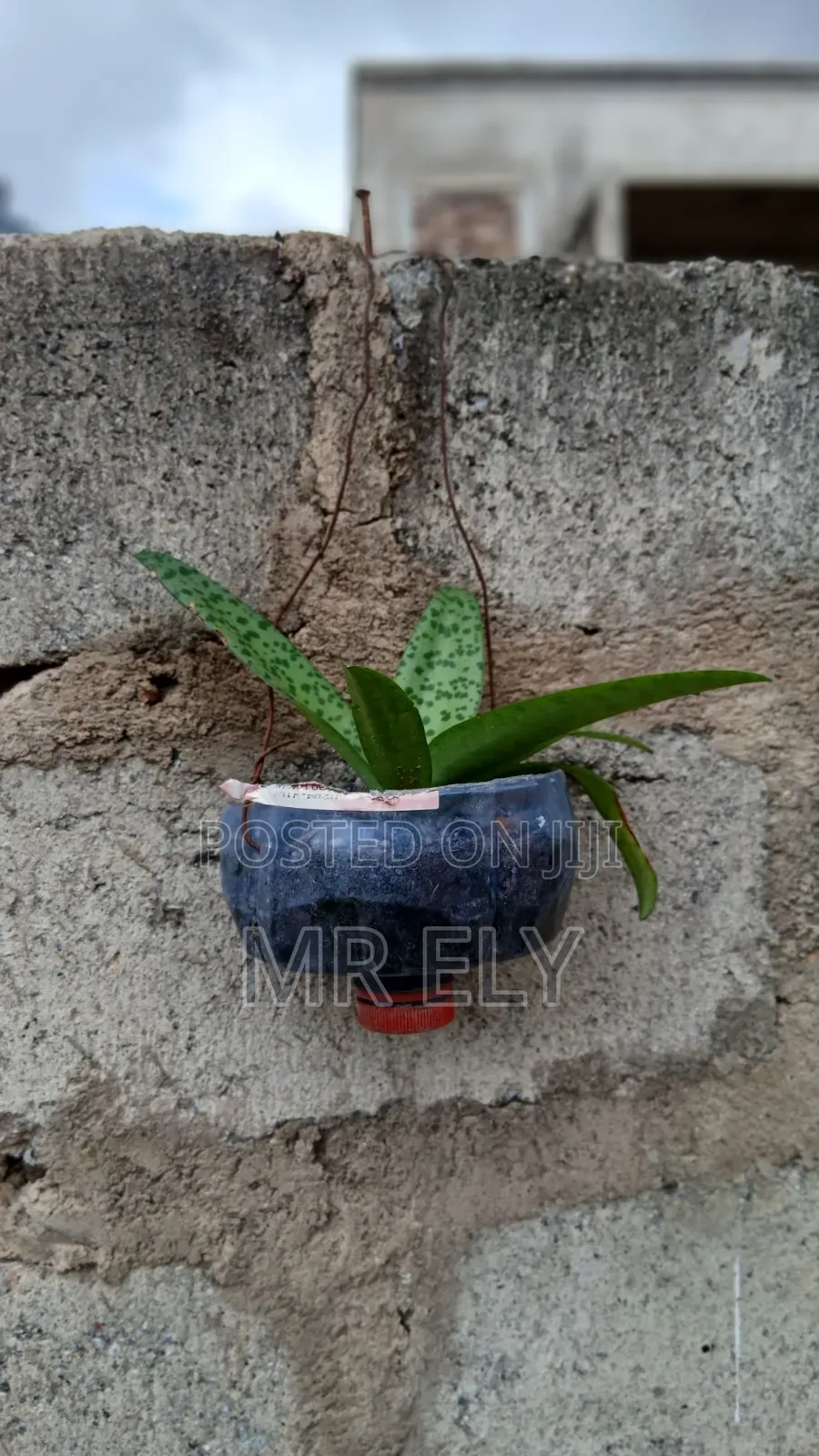 Plants for Sale