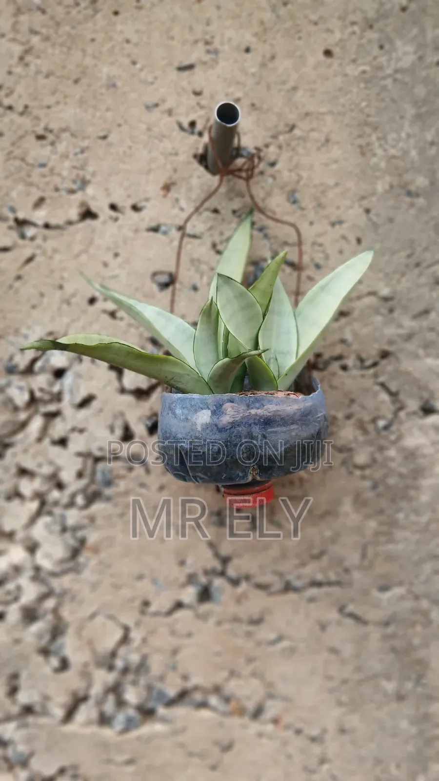 Plants for Sale