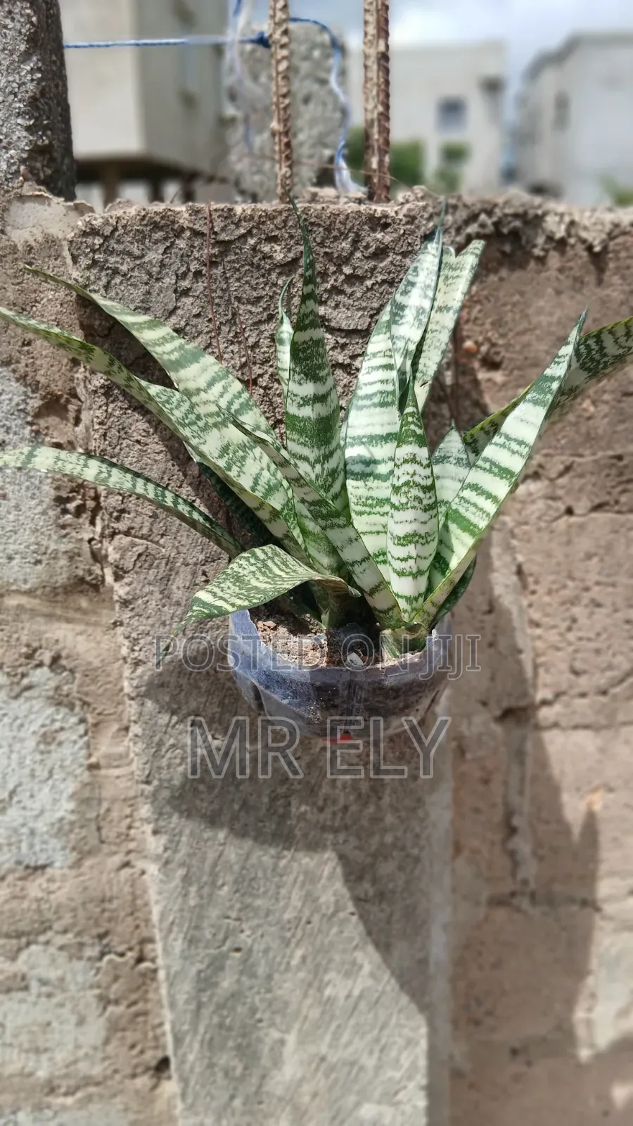 Plants for Sale