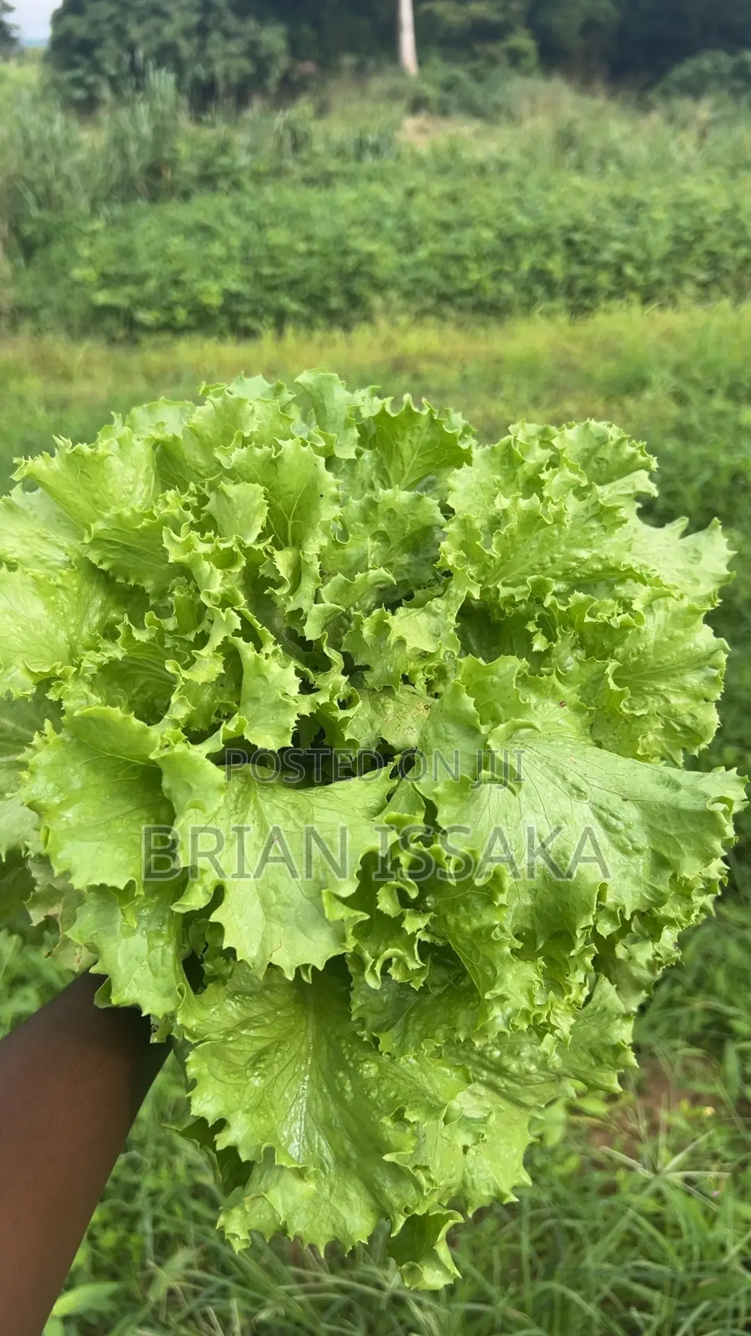Farm Fresh Lettuce
