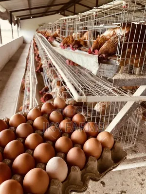Fresh Crates of Eggs for Sale