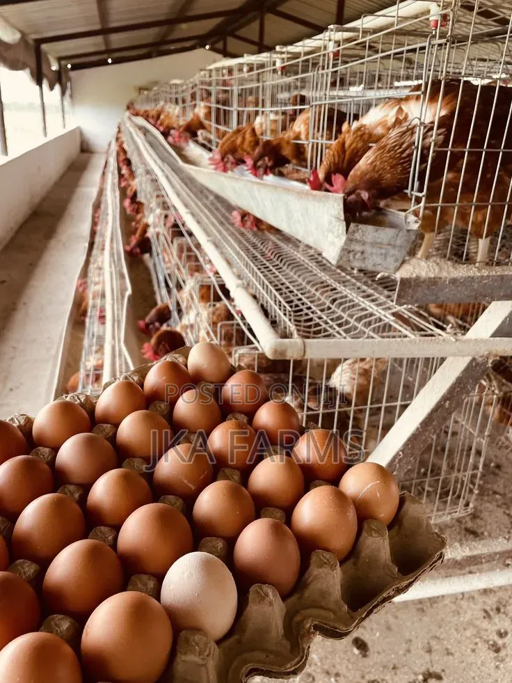 Fresh Crates of Eggs for Sale