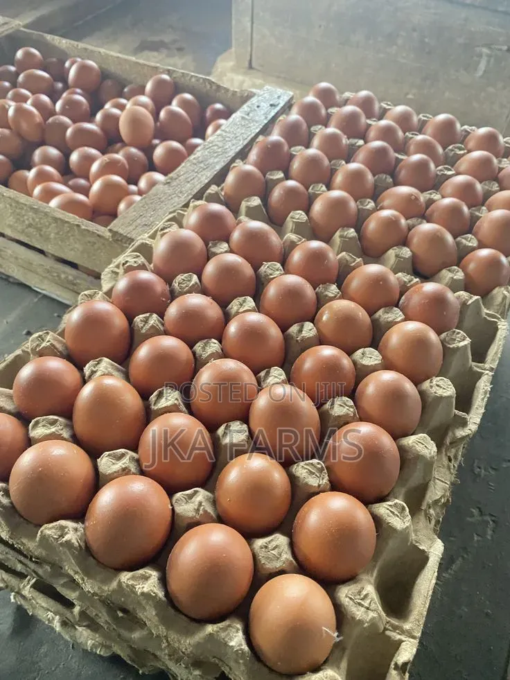 Fresh Crates of Eggs for Sale