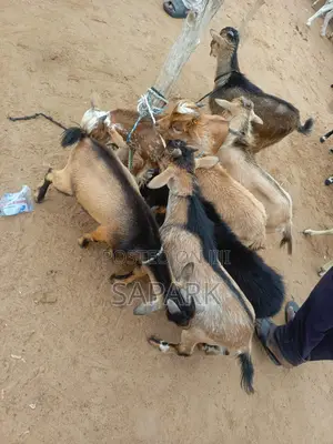 Goats for Sale