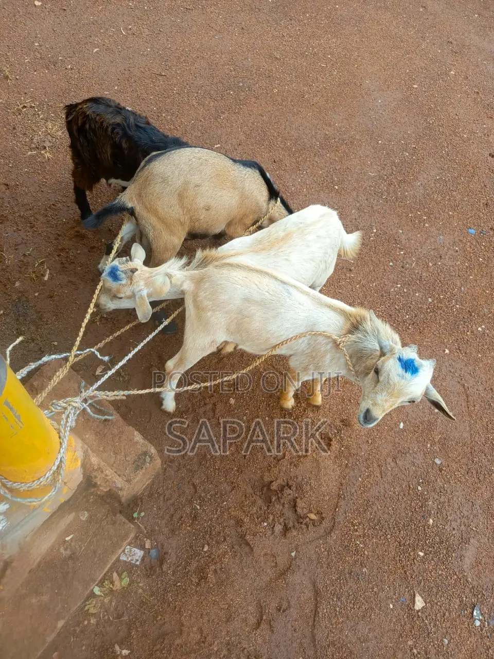 Goats for Sale