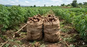 Buy Eggs and Cassava